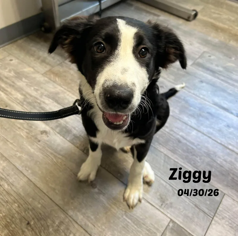 Ziggy thumbnail 2