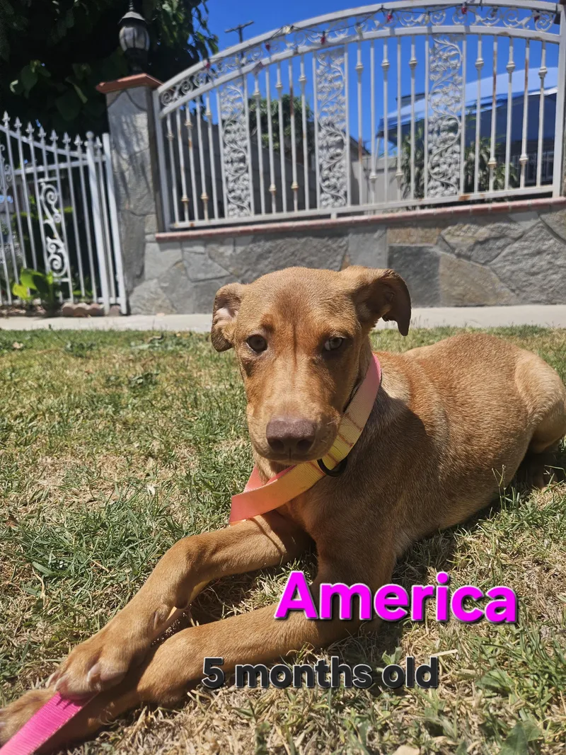 A young medium-sized female Brown / Chocolate Labrador Retriever dog named America for adoption in Los Angeles, CA
