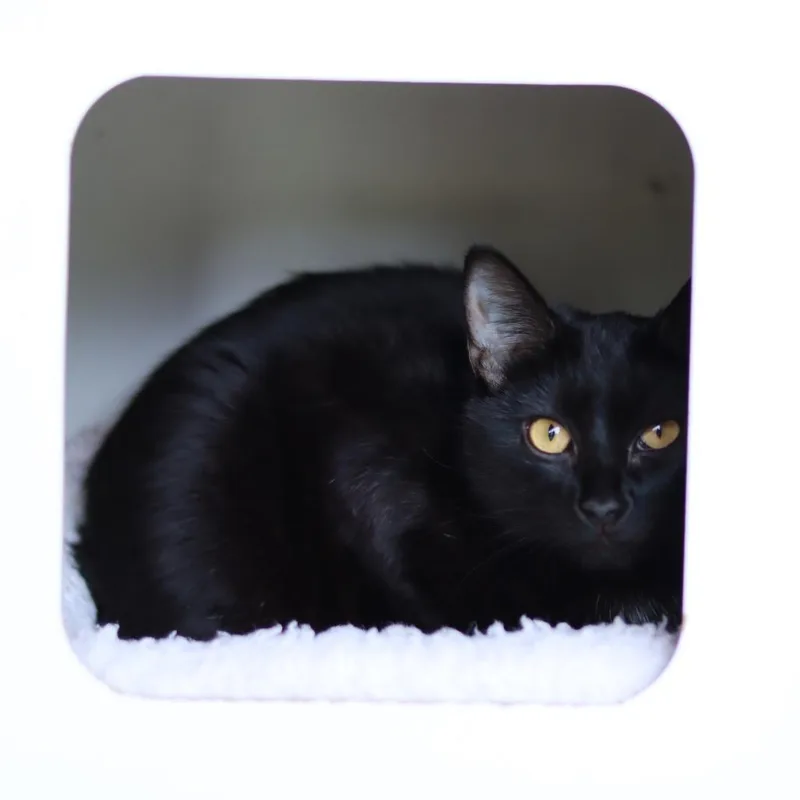 A young medium-sized female Black Domestic Short Hair cat named Riverwood for adoption in Priest River, ID