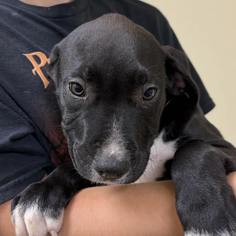 A baby small-sized male Black Terrier dog named Arthur for adoption in Palestine, TX