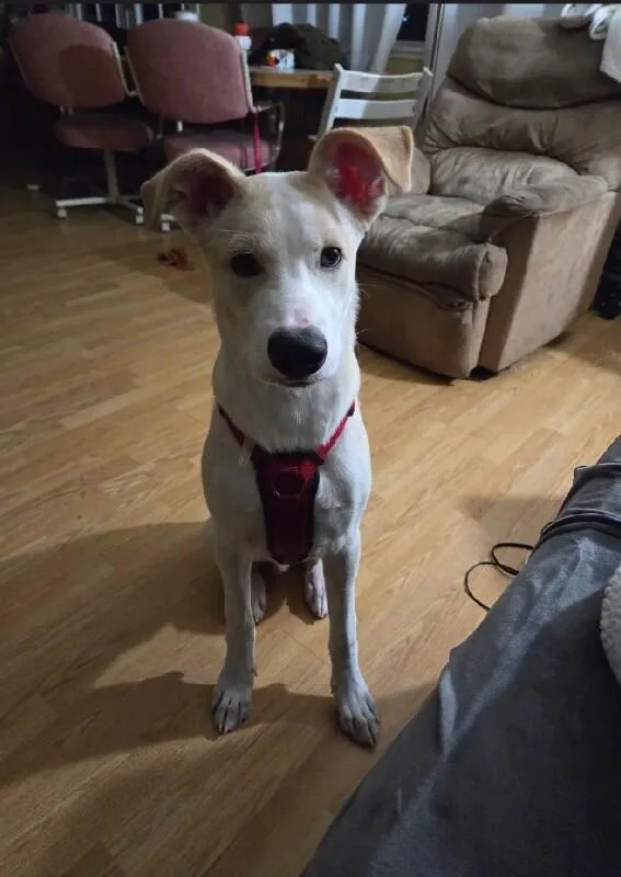 A young large-sized male White / Cream Shepherd dog named Mikaboshi for adoption in Van Nuys, CA