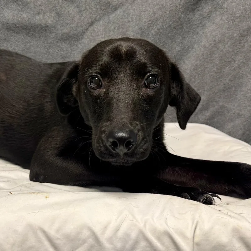 A baby small-sized male Mixed Breed dog named Bear for adoption in Bennettsville, SC