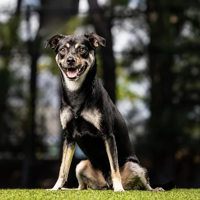 An adult small-sized male Black Mixed Breed dog named Gamble for adoption in Jupiter, FL