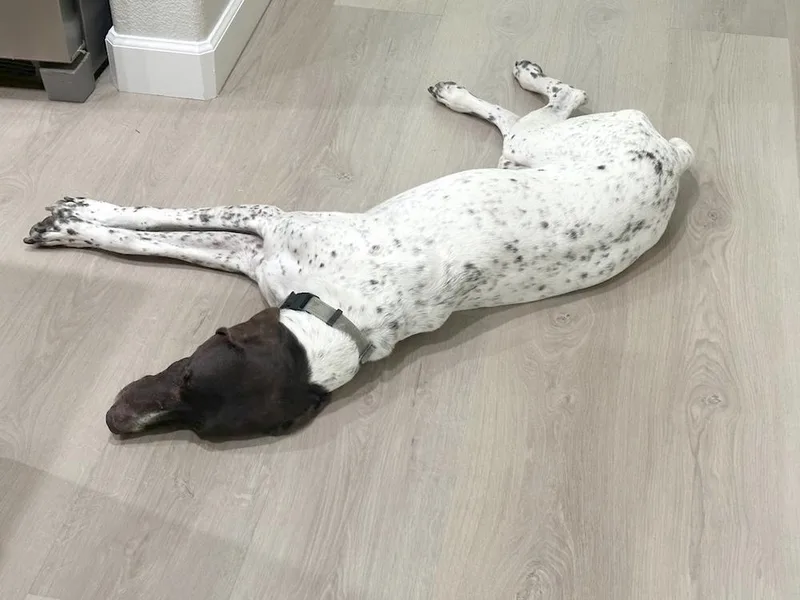A senior large-sized male German Shorthaired Pointer dog named Remington for adoption in Menlo Park, CA
