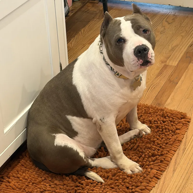 An adult medium-sized female American Bully dog named Halo for adoption in Richmond, TX