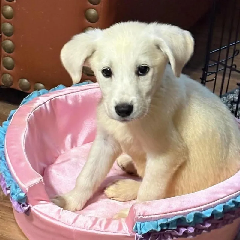 A baby large-sized female White / Cream Labrador Retriever dog named Princess Jasmine for adoption in Farmersville, OH