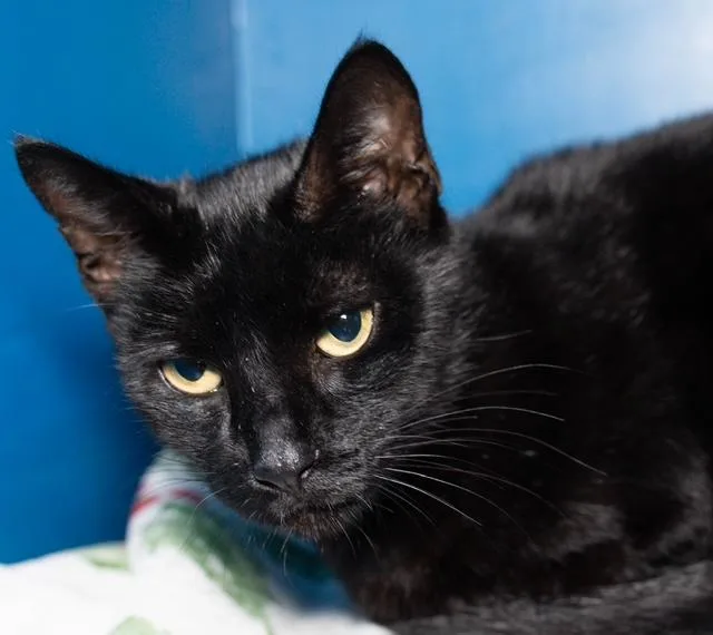 A young small-sized female Domestic Short Hair cat named Mary for adoption in Boston, MA