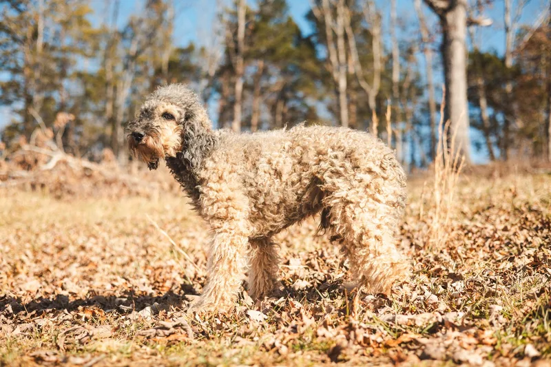 Hobson  Transport thumbnail 2