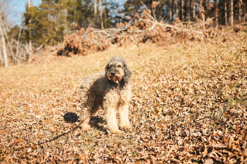 Hobson  Transport thumbnail 3