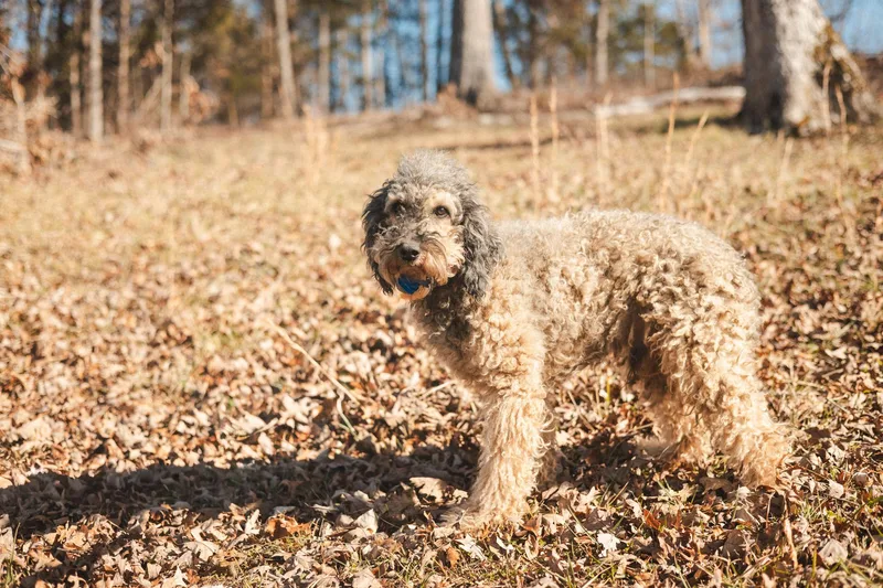 Hobson  Transport thumbnail 4