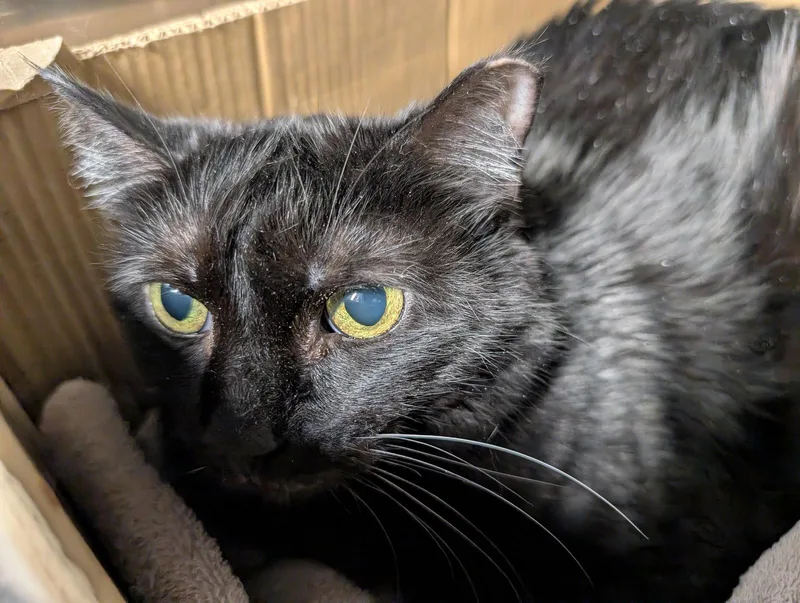 Lucille thumbnail 2