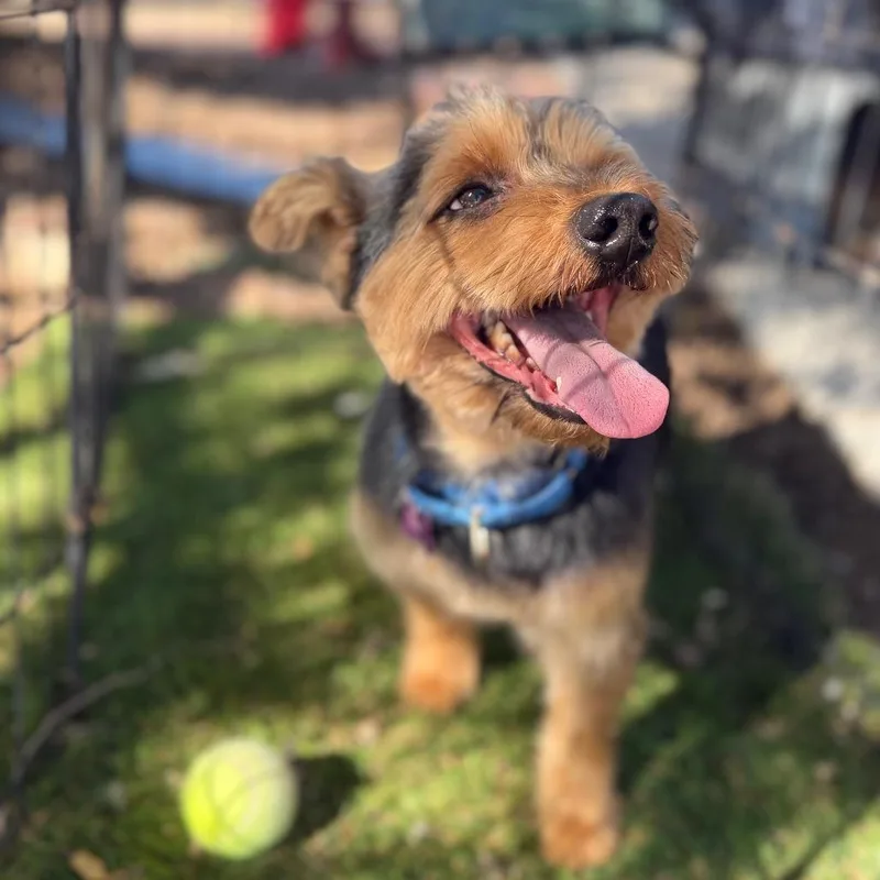 A senior small-sized male Yorkshire Terrier dog named Jaxon for adoption in Phoenix, AZ