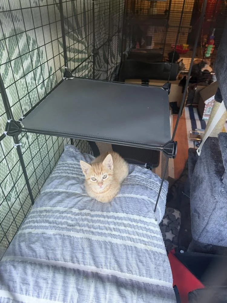 A baby small-sized female Tabby (Orange / Red) Domestic Short Hair cat named Honey for adoption in Plymouth, MI