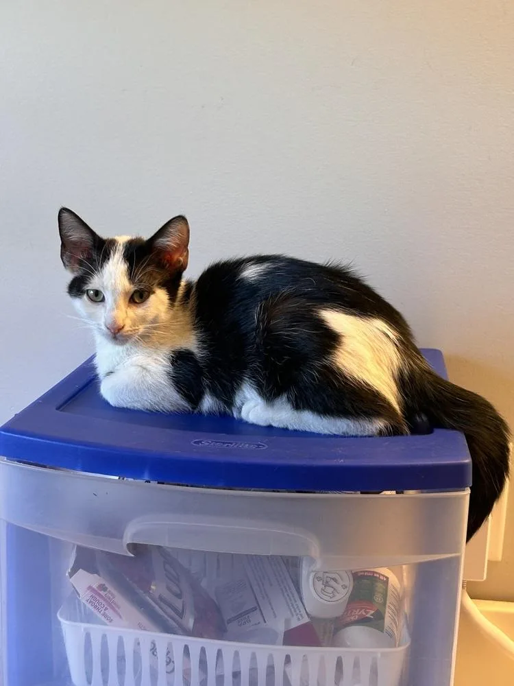 A baby small-sized male Black & White / Tuxedo Domestic Short Hair cat named Dallas for adoption in Greensboro, NC