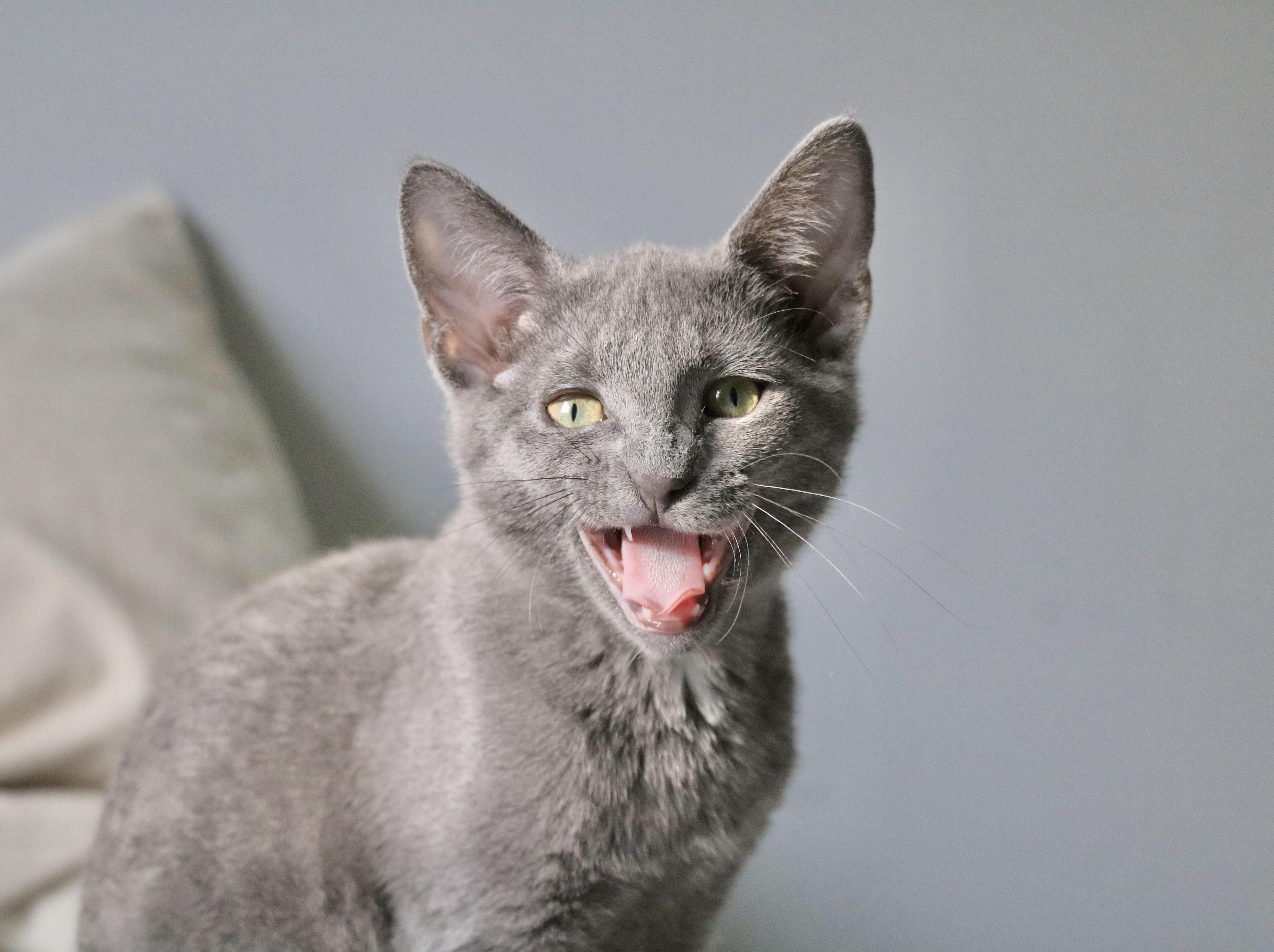 A baby small-sized female Tabby (Gray / Blue / Silver) Domestic Short Hair cat named Lady for adoption in Nashville, TN