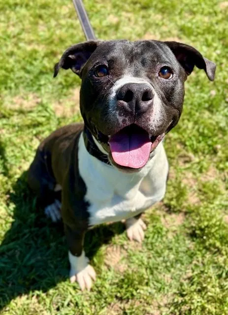 An adult medium-sized male American Staffordshire Terrier dog named Toshi for adoption in York, SC