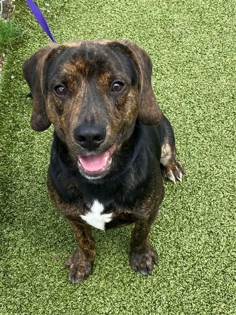 A young medium-sized male Plott Hound dog named Felix for adoption in Fayetteville, NC