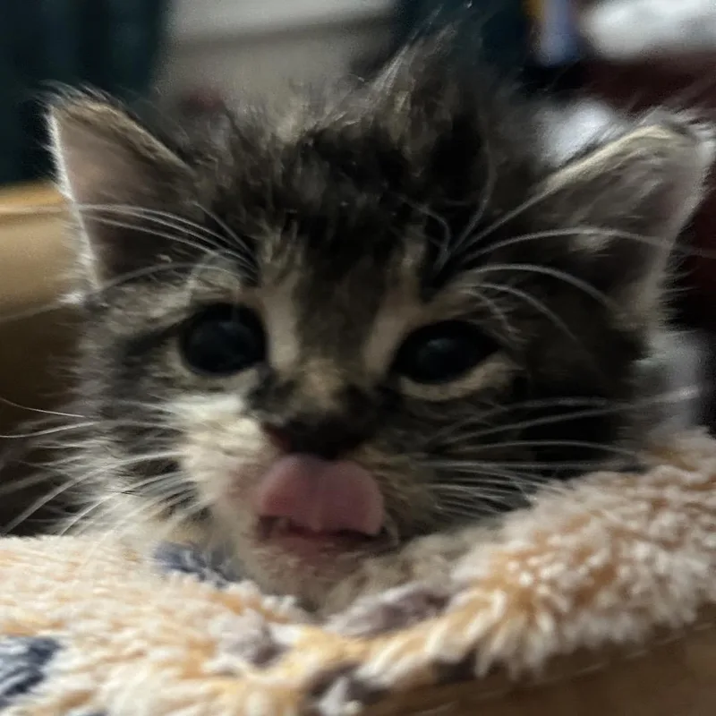 A baby small-sized female Gray / Blue / Silver Domestic Short Hair cat named December for adoption in Greensboro, NC