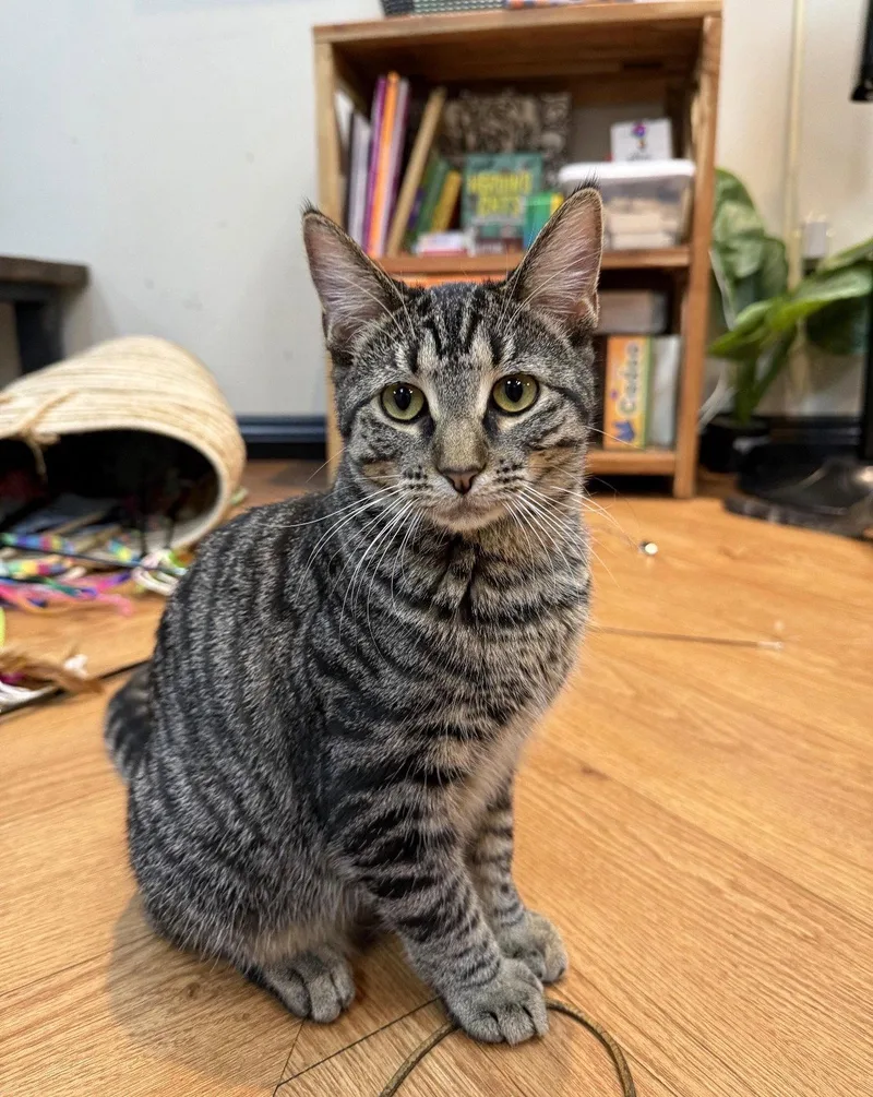 A baby medium-sized female Domestic Short Hair cat named Posh Spice for adoption in Lake Saint Louis, MO