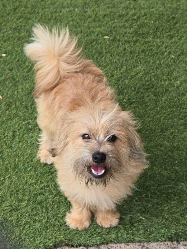A young small-sized male Cairn Terrier dog named Leo for adoption in Skillman, NJ