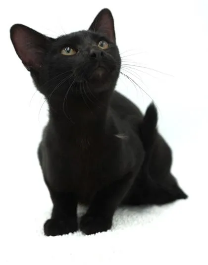 A young small-sized male Domestic Short Hair cat named Joe for adoption in Bowling Green, KY
