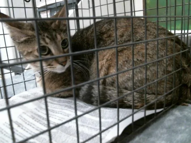 A young medium-sized female Domestic Short Hair cat named Allium for adoption in Houston, TX