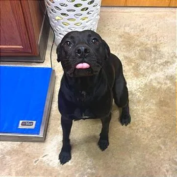 An adult medium-sized male Black Pit Bull Terrier dog named Cecil U for adoption in Tupelo, MS