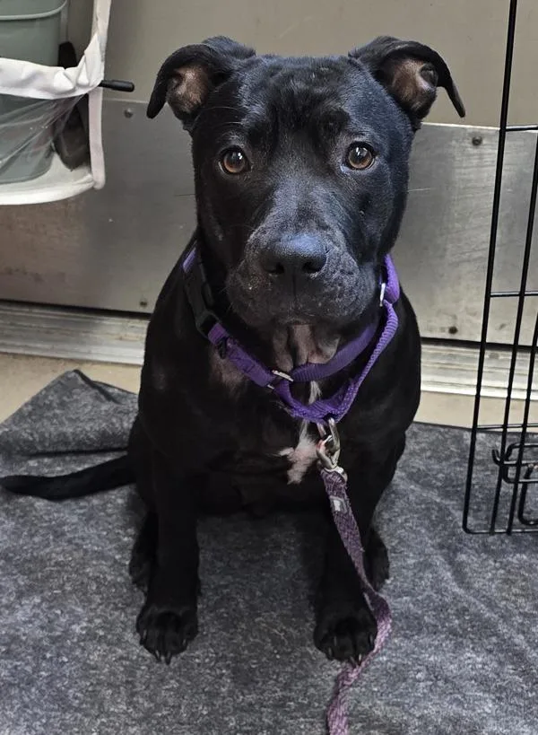 An adult medium-sized female Pit Bull Terrier dog named Rollie Pollie for adoption in El Cajon, CA