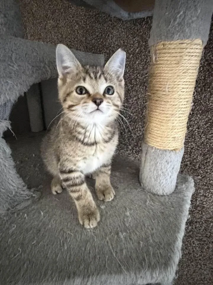 A baby medium-sized male Tabby (Brown / Chocolate) Domestic Short Hair cat named Frodo for adoption in Cleveland, OH