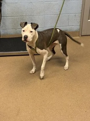 An adult large-sized female Mixed Breed dog named Jue Jue for adoption in Chamblee, GA