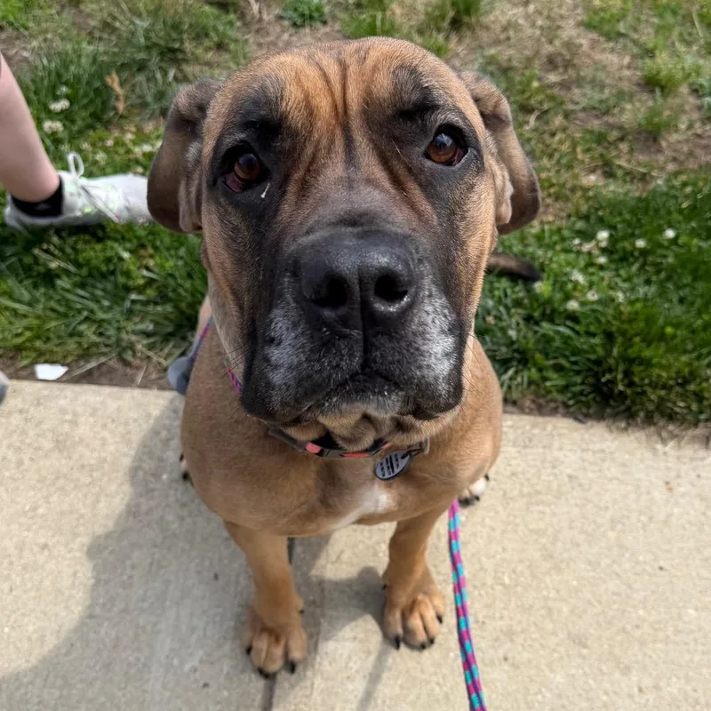 An adult large-sized female Yellow / Tan / Blond / Fawn Mastiff dog named Saltine for adoption in Fredericksburg, VA