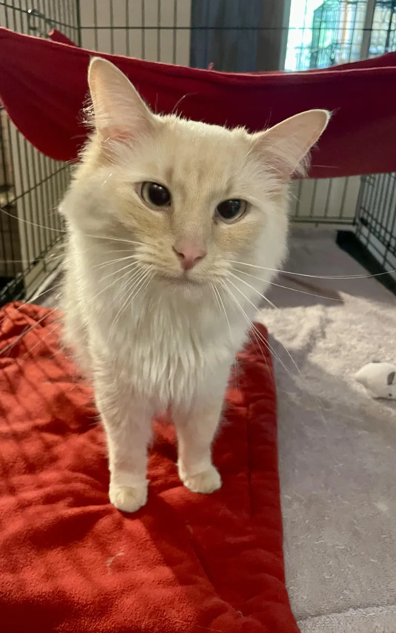 A young medium-sized male Siamese cat named Casper for adoption in Lacon, IL