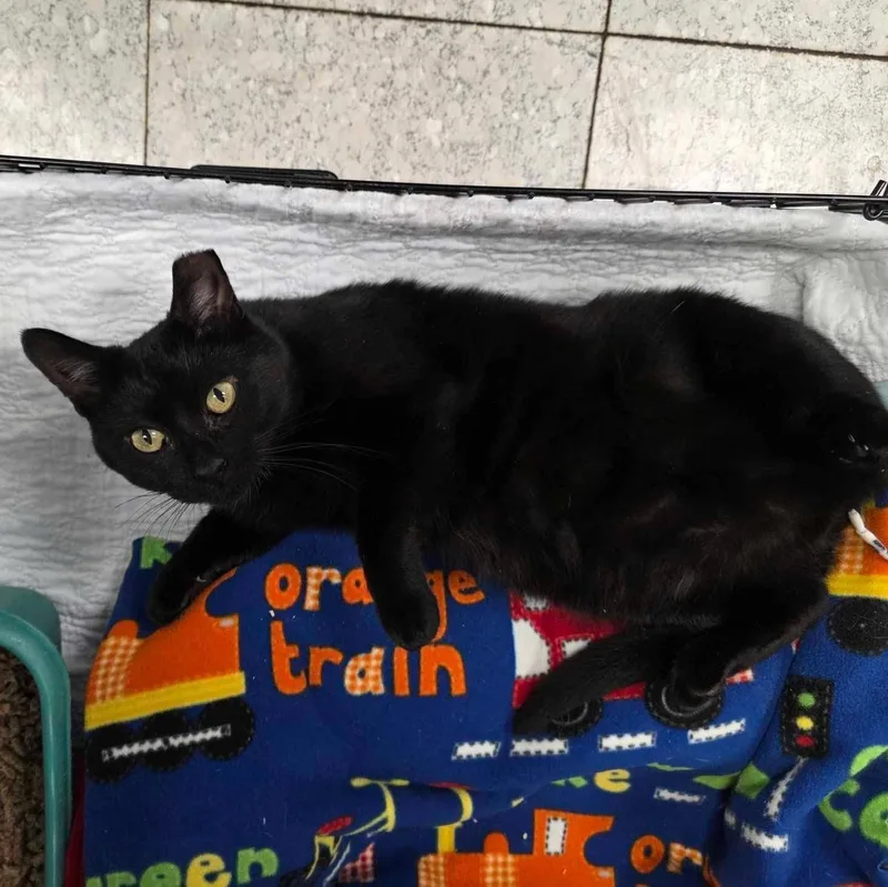 A young medium-sized male Black Domestic Short Hair cat named Blackjack for adoption in Newburgh, NY