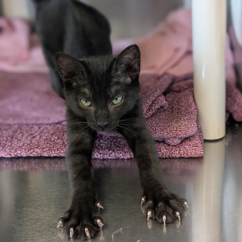 A baby medium-sized female Black Domestic Short Hair cat named Meowth Reduced Fee for adoption in Jefferson, WI