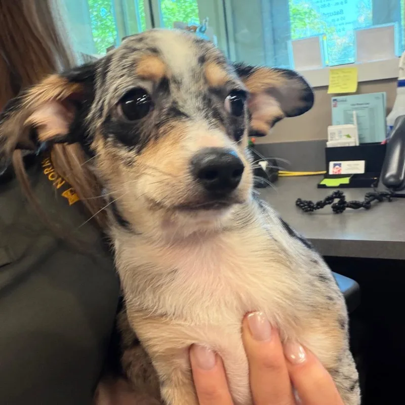 A baby small-sized male Gray / Blue / Silver Mixed Breed dog named Bandit for adoption in Bend, OR