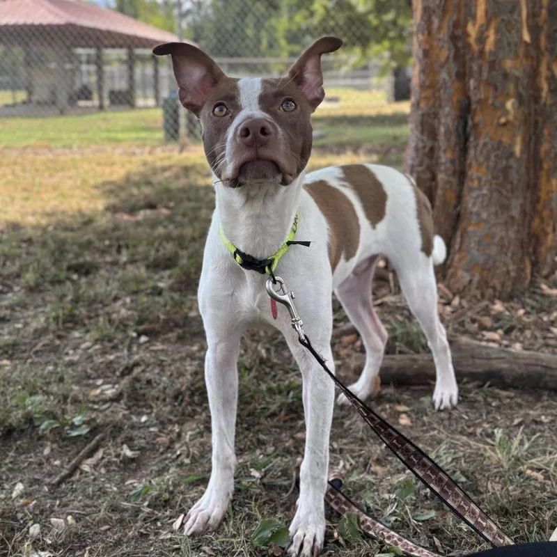 A young medium-sized male Terrier dog named Pita for adoption in Brownsboro, AL