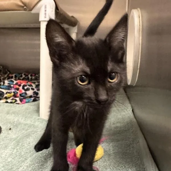 A baby small-sized female Domestic Short Hair cat named Celeste for adoption in Walnut Creek, CA