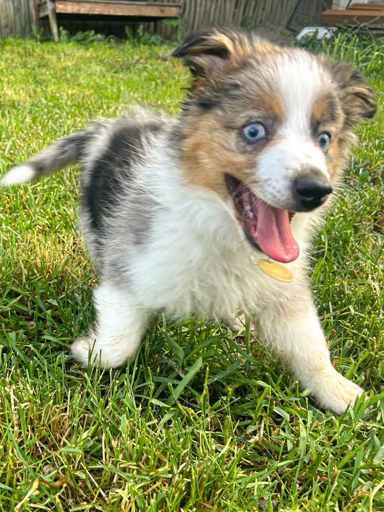 A young medium-sized male Australian Shepherd dog named Cheeto for adoption in Spokane , WA