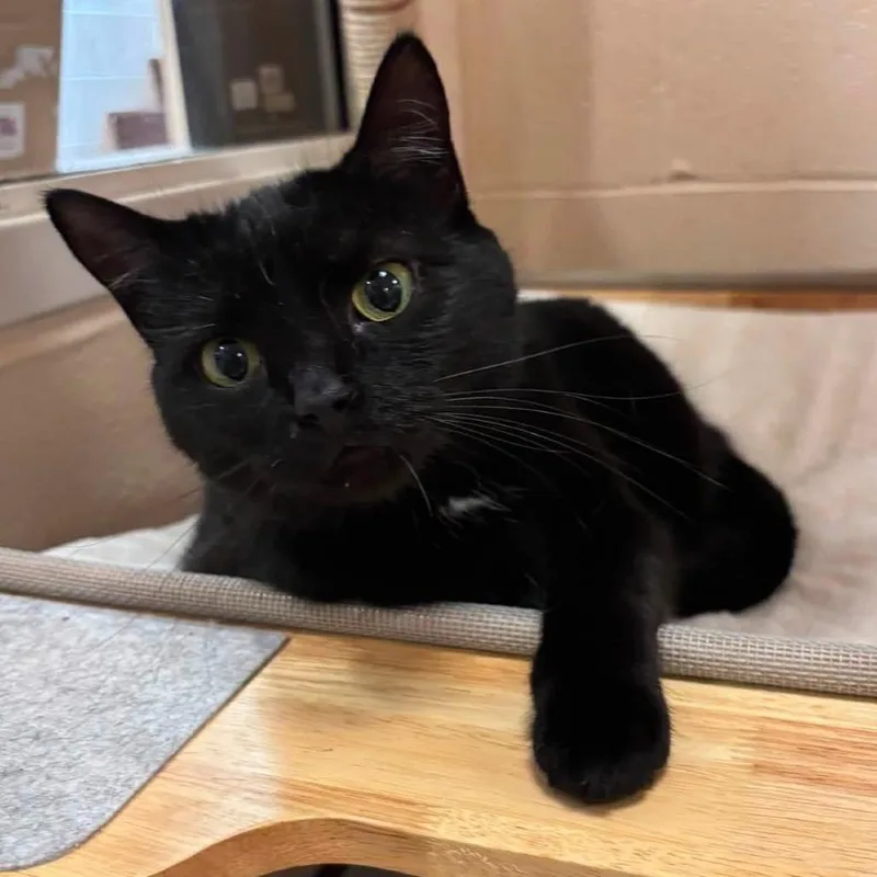 An adult medium-sized female Black Domestic Short Hair cat named Willow for adoption in Waynesboro, PA