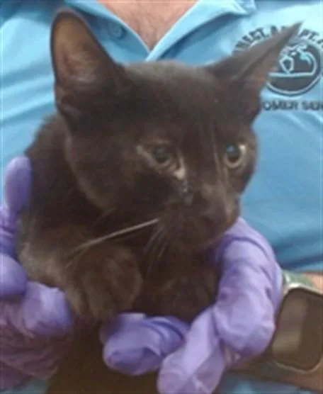 A baby small-sized male Domestic Short Hair cat named Troy for adoption in Miami, FL