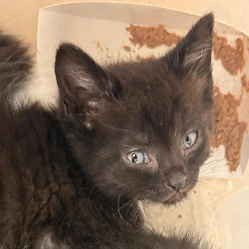 A baby small-sized female Black Domestic Short Hair cat named Vina for adoption in Evansville, IN