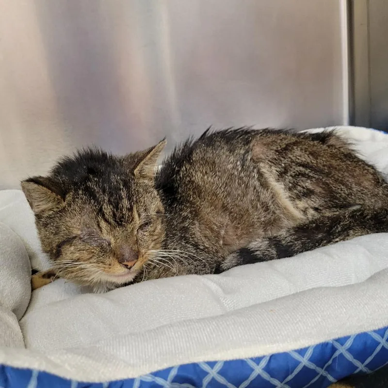 An adult medium-sized male Gray / Blue / Silver Domestic Short Hair cat named Toast for adoption in Chattanooga, TN