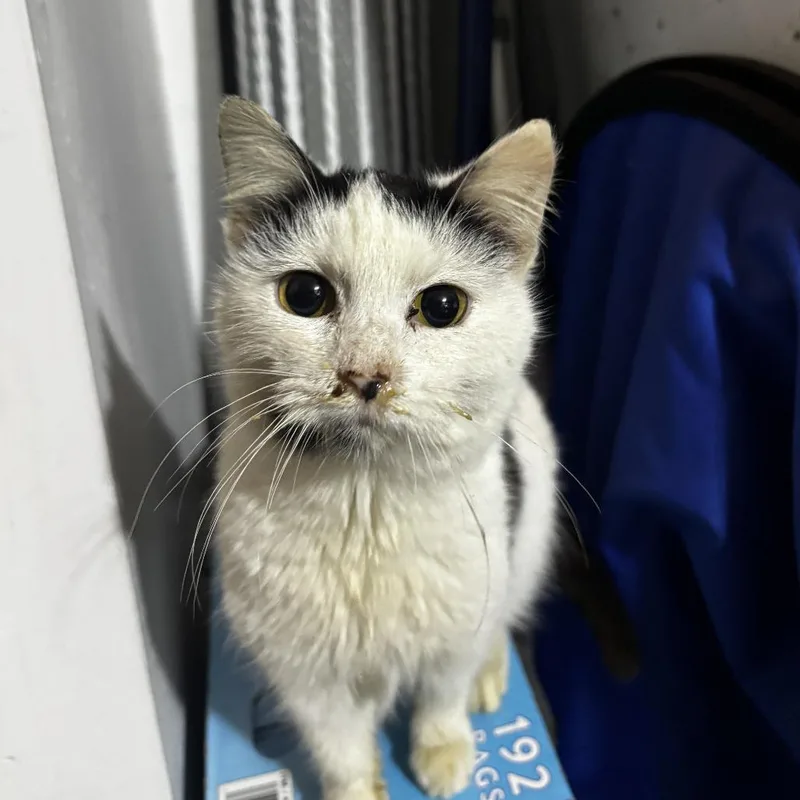 A young medium-sized female White Domestic Short Hair cat named Charmaine for adoption in Mount Juliet, TN