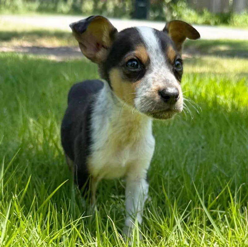 A baby medium-sized male Australian Cattle Dog / Blue Heeler dog named Chris for adoption in Little Rock, AR