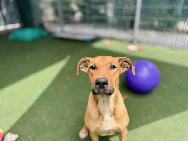 A young medium-sized female Pit Bull Terrier dog named A for adoption in Bonita, CA