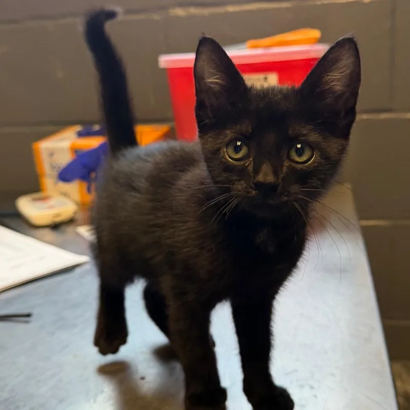 A baby small-sized male Black Domestic Short Hair cat named TUSCStray for adoption in Tuscaloosa, AL