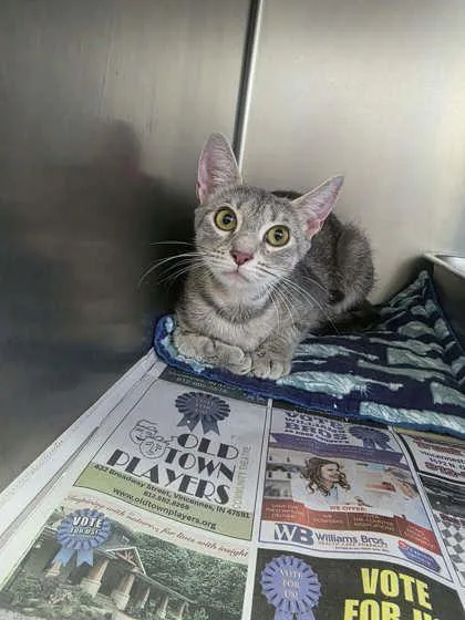 A young medium-sized female Domestic Short Hair cat named Costal for adoption in Sullivan, IN