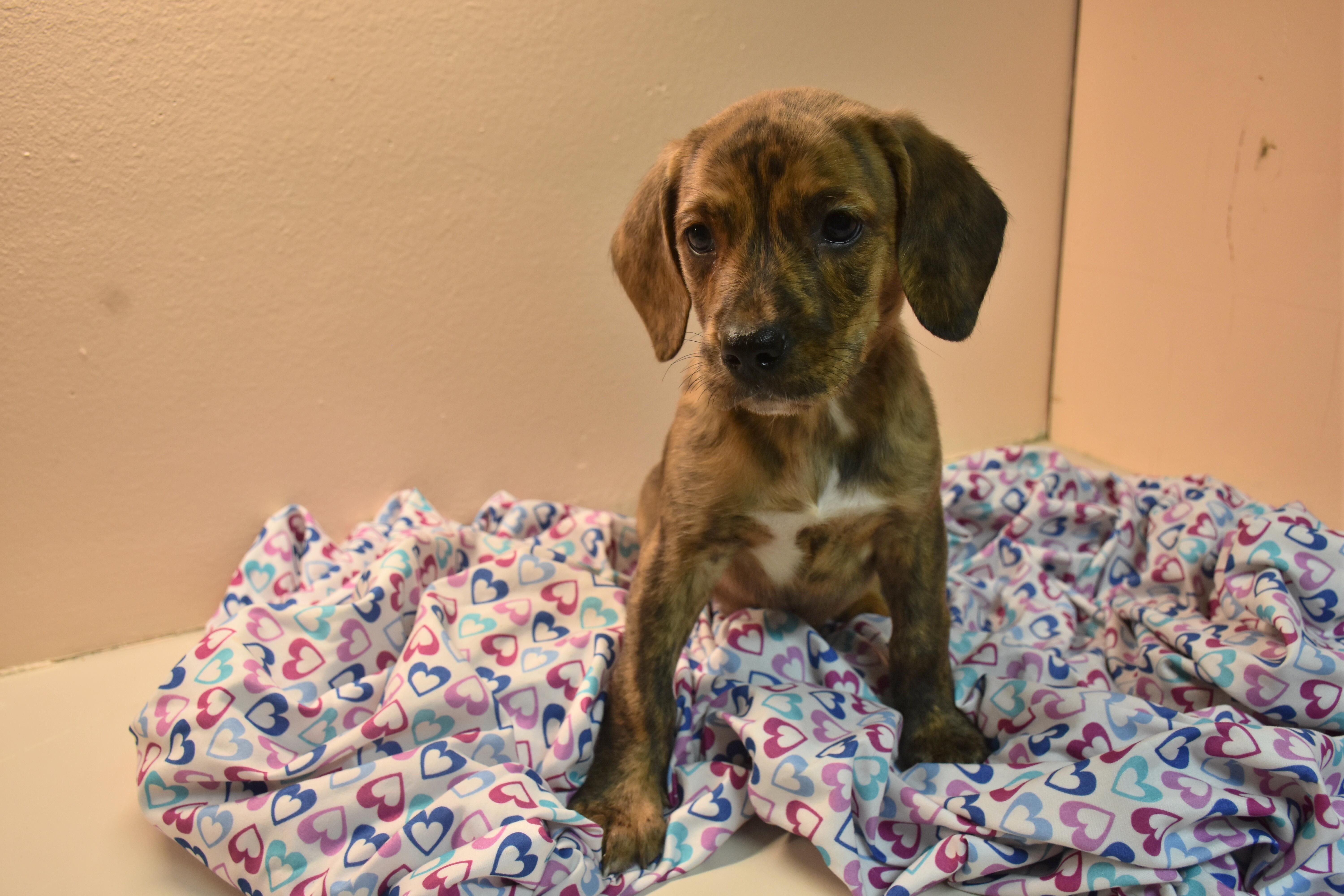 A baby medium-sized male Brindle Beagle dog named Recon for adoption in North Judson, IN