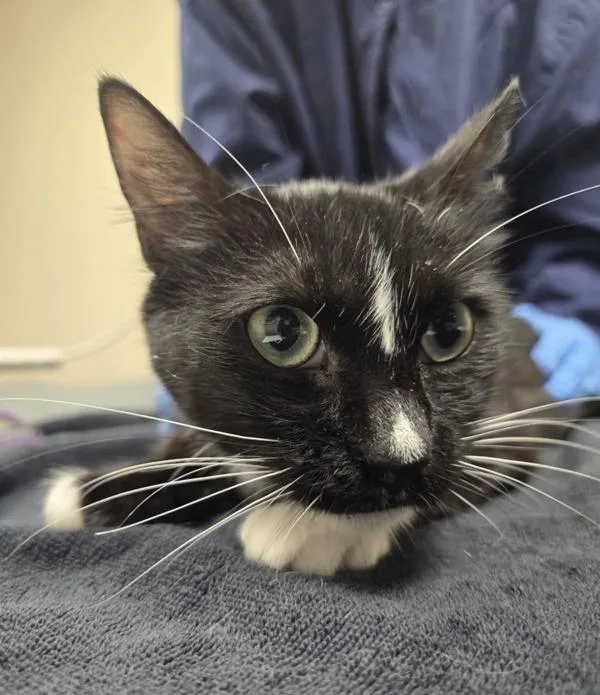 An adult small-sized male Domestic Short Hair cat named Tux for adoption in Sherwood, OR