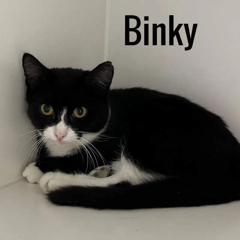 A young medium-sized female Black Domestic Short Hair cat named Binky for adoption in Pleasantville, NJ